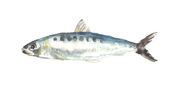 Illustration of sardine drawn in watercolor Illustration of sardine drawn in watercolor anchovy stock illustrations