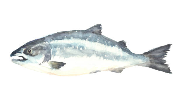 水彩画で描かれたサーモンのイラスト - pacific salmon点のイラスト素材／クリップアート素材／マンガ素材／アイコン素材