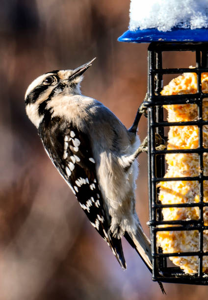 istock A Woodpecker on a Suet Feeder 1363437535