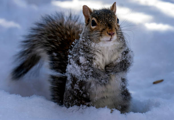 istock A Squirrel searches for food in the snow 1363437553