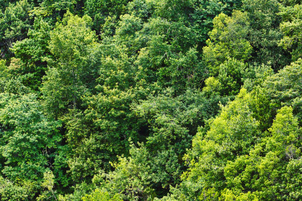 istock Forest top view background. Green aerial nature texture. Panoramic treetop pattern. 1363438474