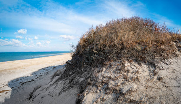 hat-shaped bare coastal shrubs on top of the sand dune on the wilderness beach in cape cod bay, massachusetts - bare tree winter plants travel locations imagens e fotografias de stock