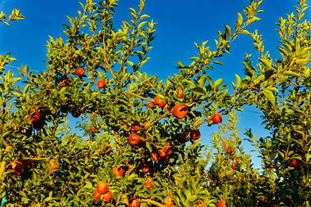 Abundance of ripe red apples on tree ready for harvest in Koue Bokkeveld region, Western Cape, South Africa