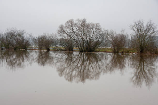 Flooding of the Danube near Daugendorf near Riedlingen Flooding of the Danube after many rain in Blackwood forest riedlingen stock pictures, royalty-free photos & images