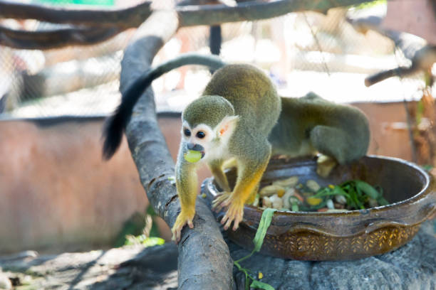 Lemurs Five Colors eating the grape, focus selective.