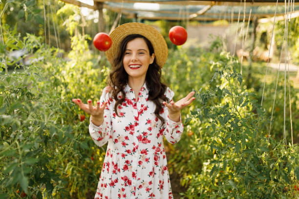 istock Young beautiful female farm worker picking ripe tomatoes 1363441480