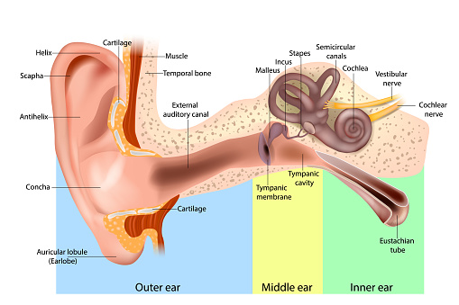 Human Ear Anatomy. Ear structure anatomical diagram. The human ear consists of the Outer, Middle and Inner ear.