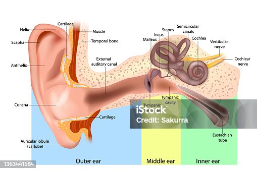 istock Human Ear Anatomy. Ear structure diagram. The human ear consists of the Outer, Middle and Inner ear. 1363441584