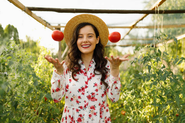 istock Young beautiful female farm worker picking ripe tomatoes 1363442136