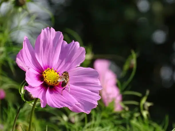 Close-up of a pink Cosmos (Cosmea) with a bee