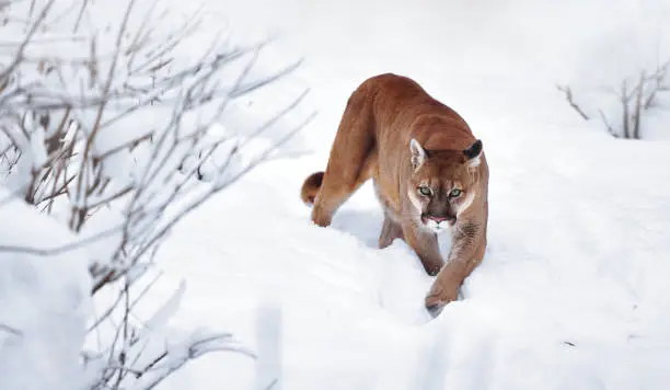 Photo of Puma in the winter woods, Mountain Lion look. Mountain lion hunts in a snowy forest. Wild cat on snow. Eyes of a predator stalking prey. Portrait of a big cat