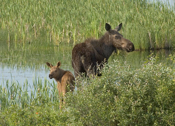 Cow Moose and Calf, Riding Mountain National Park A moose with her calf at Riding Mountain National Park, Manitoba, June 2006. creighton stock pictures, royalty-free photos & images
