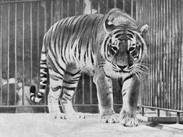 Berlin zoo - Siberian Tiger walking, front view Photography from 1899 animals in captivity stock pictures, royalty-free photos & images