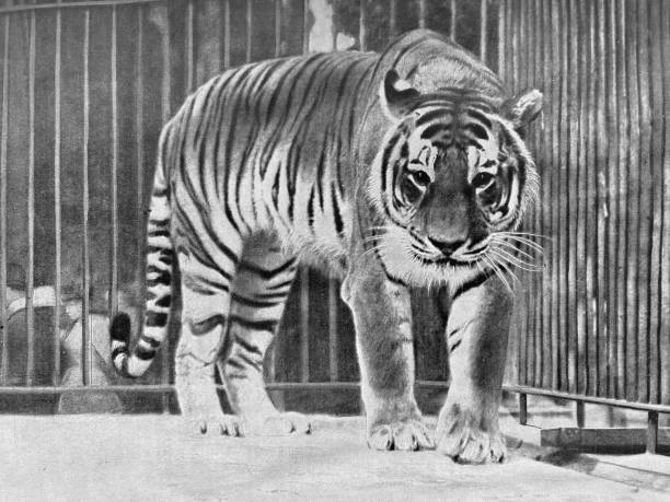 berlin zoo - siberian tiger walking, front view - animals in captivity stok fotoğraflar ve resimler