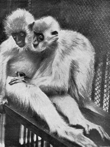 Berlin zoo - Two Himalaya slim monkeys sitting together stock photo