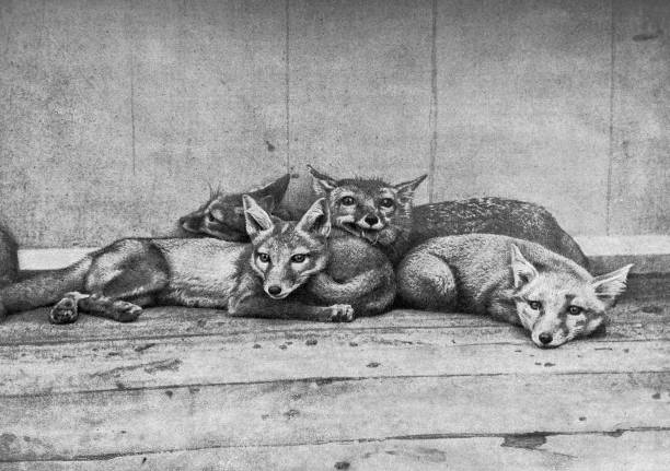 Photography from 1899