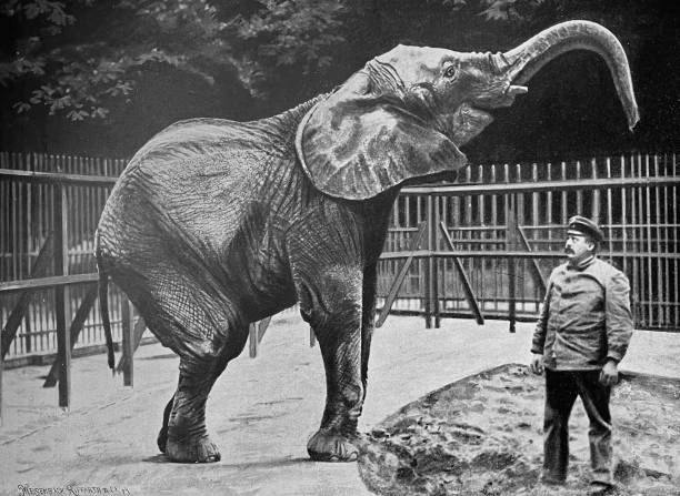Berlin zoo - African elephant holding its trunk over the zoo keeper