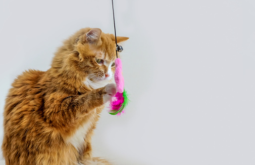Ginger cat playing with a feather toy on white background, with copy space