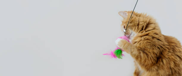 istock Ginger cat playing with a feather toy on grey background, with copy space 1363446304