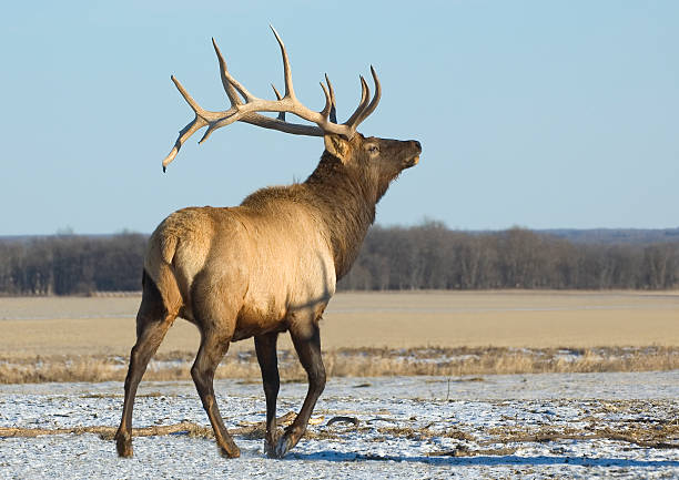 Bull Elk, Riding Mountain National Park, Manitoba stock photo