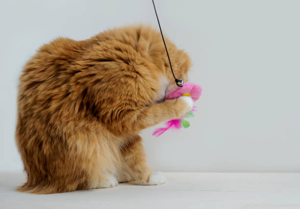 istock Ginger cat playing with a feather pink toy on grey background 1363446465