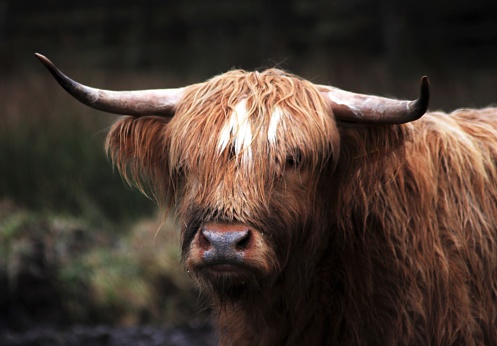 Close up of Highland cow