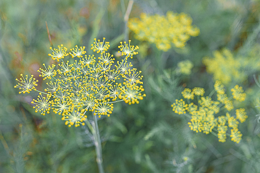Dill has yellow inflorescences with seeds. A spicy plant in the garden. Blurred natural focus. Selective focus.
