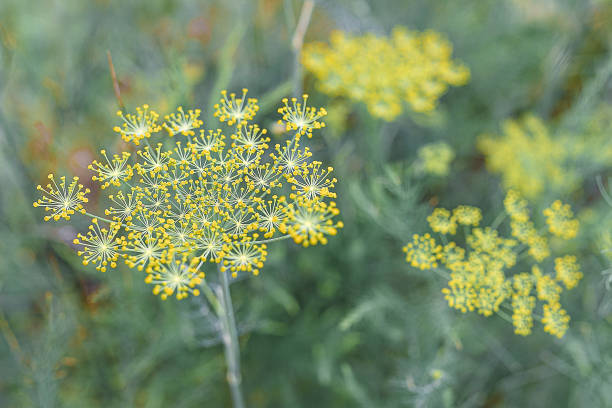 стебли семян укропа - fennel plant herb cultivated стоковые фото и изображения