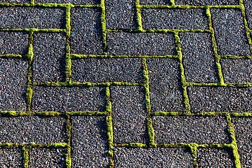 Moss growing between paving blocks on a Garden Walkway