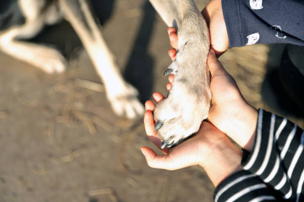 istock a smiling Asian girl playing with a dog. 1363448093