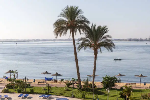 Photo of Palm trees grow on the beach at Lake Timsah, one of the Bitter Lakes