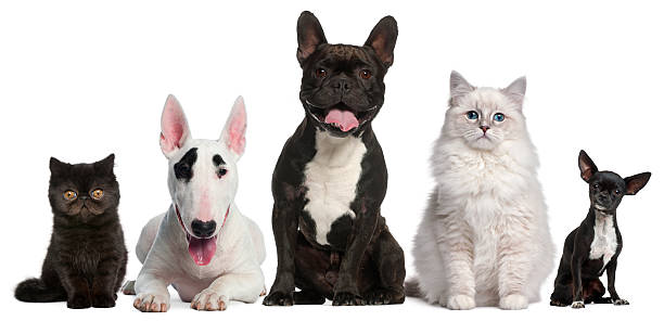 istock Group of cats and dogs sitting 136344881