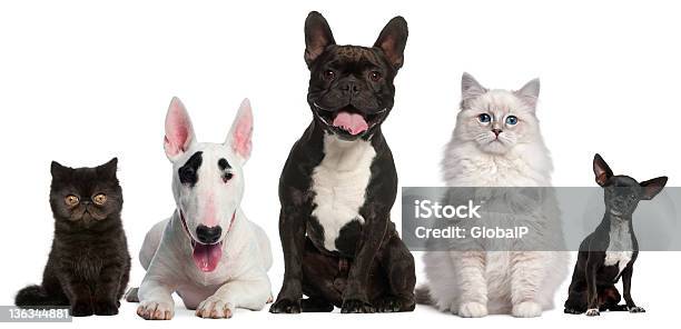 Grupa Koty I Psy Siedzi - zdjęcia stockowe i więcej obrazów Bez ludzi - Bez ludzi, Białe tło, Biały