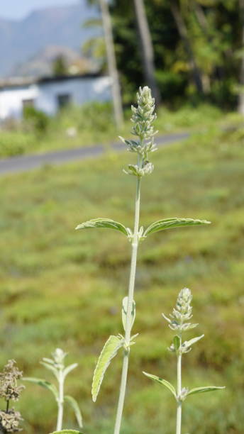 Anisomeles malabarica commonly known as Malabar catmint belonging to Lamiaceae family native to tropical and subtropical regions of India, and Sri Lanka, but can also be found in Malaysia, Bangladesh, Myanamar, Bismarck Archipelago, Mauritius anisomeles malabarica comúnmente conocida como menta malabar que pertenece a la familia lamiaceae nativa de las regiones tropicales y subtropicales de la india y sri lanka, pero también se puede encontrar en malasia, bangladesh, myanamar, archipiélago b