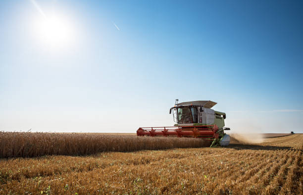 istock Combine harvester in action on wheat field in summer day. 1363449149