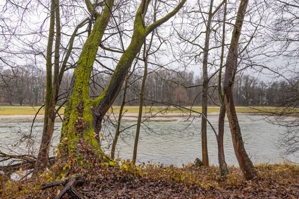 Trees in a park alongside the river Isar in the center of the German city Munich which is the capital city in Bavaria
