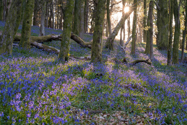 istock Spring Bluebells in the Woods 1363449879