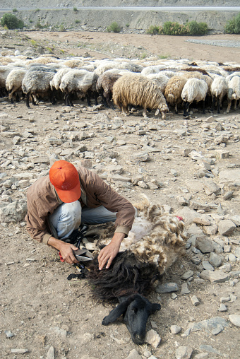 Farmer shearing the wool from sheep.Hakkari,Turkey.22 June 2009