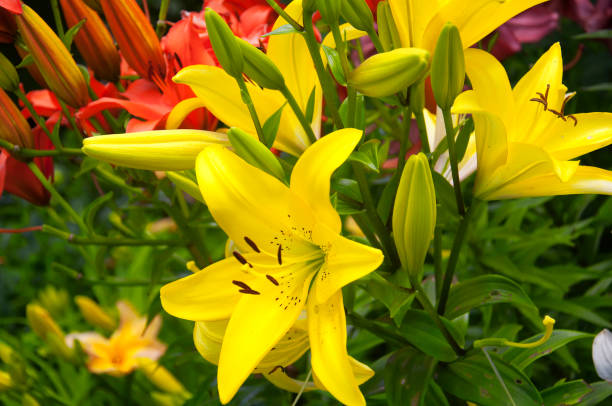vibrant colored lilies in a flower garden vibrant colored lilies blooming in a garden at topsmead state forest in Litchfield Connecticut. day lily stock pictures, royalty-free photos & images
