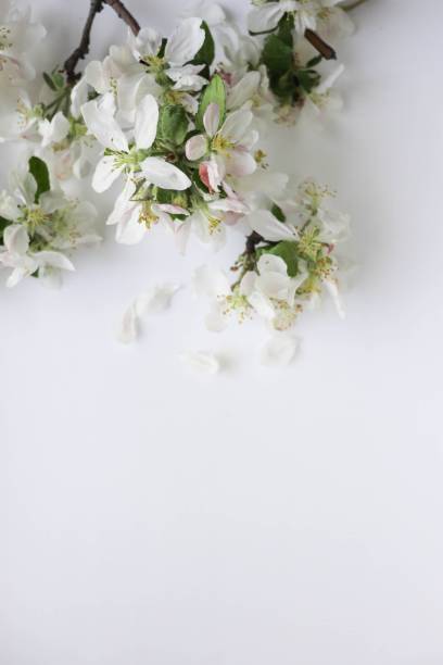 istock flowering branches with white flowers and space for text 1363450960
