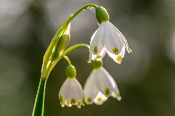 A Close-Up shot of a Summer Snowflake / Leucojum aestivum plant taken in Cefn Onn Park, Cardiff