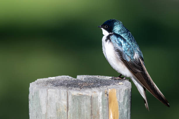 istock Tree Swallow Perched on an Old Weathered Wooden Fence Post 1363451233