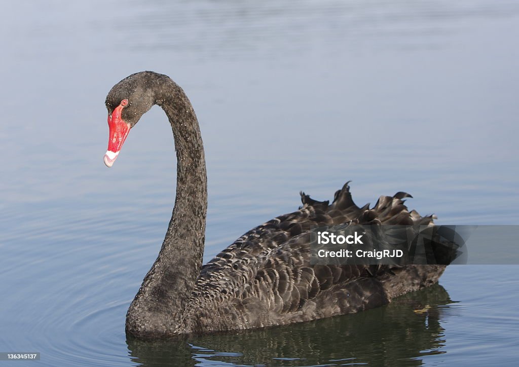 Swan Black Swan, Australia. Animal Stock Photo