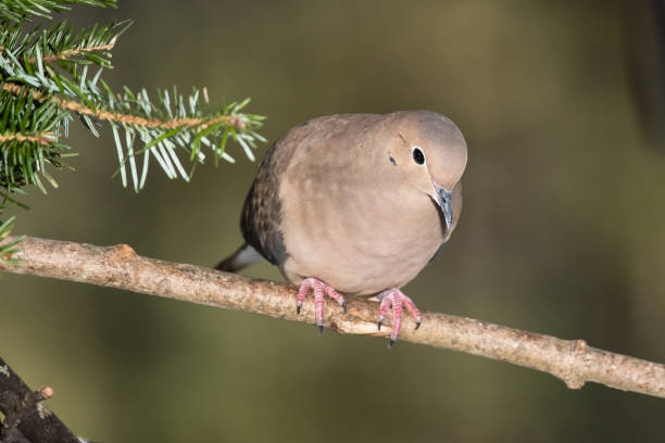 istock Mourning Dove Resting in an Evergreen Tree 1363451523
