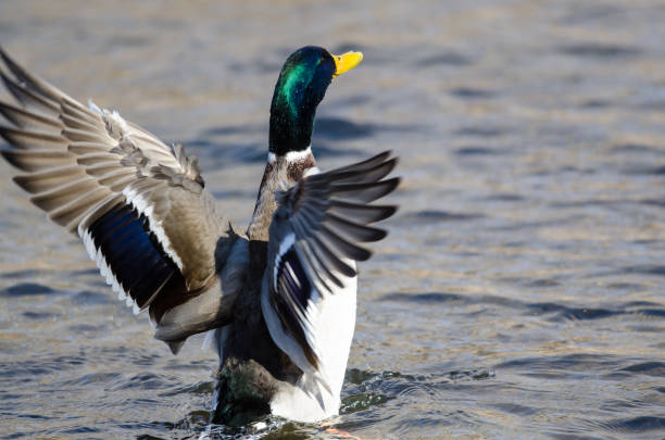 istock Mallard Duck Stretching Its Wings While Resting on the Water 1363451835