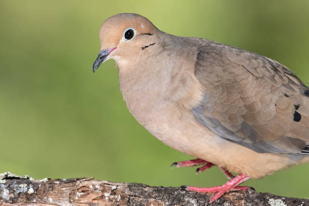 istock Close Profile of a Mourning Dove While Perched on a Branch 1363452117