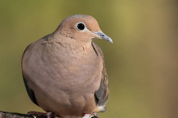 istock Close Look at a Mourning Dove While Perched on a Branch 1363452150