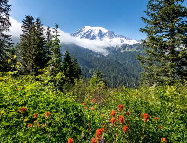Photo of The peak of Mount Rainier in the Mount Rainier National Park behind a blooming summer meadow, Washington