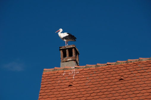 A stork on a roof, Alsace, France