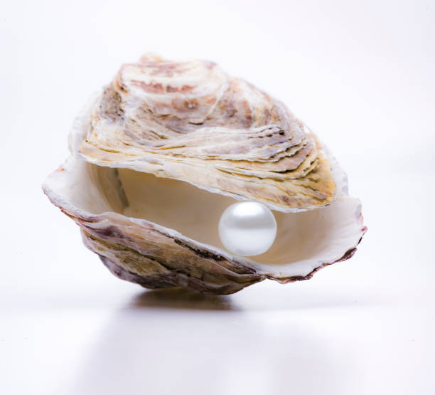 istock Pearl in an oyster isolated on a white background 1363452691